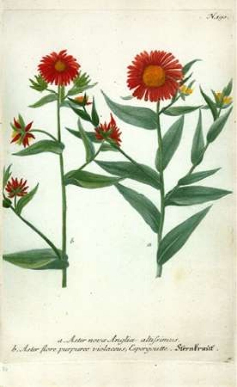 Aster, Plate 190 Poster Print by Johann W. Weinmann - Item # VARPDXJWW02